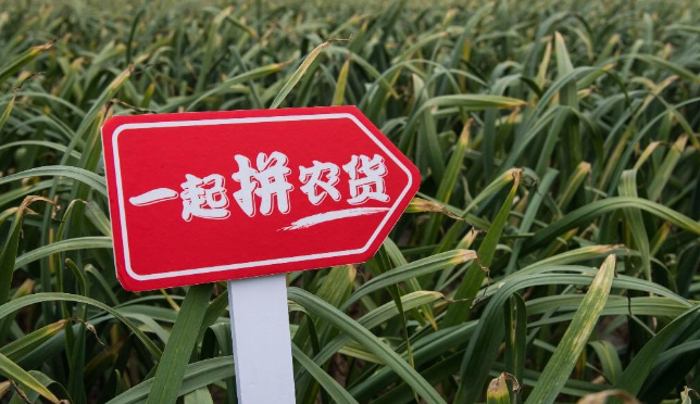 投入百亿创新高，拼多多“务农”或不太顺风