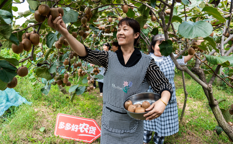 拼多多里听丰年 