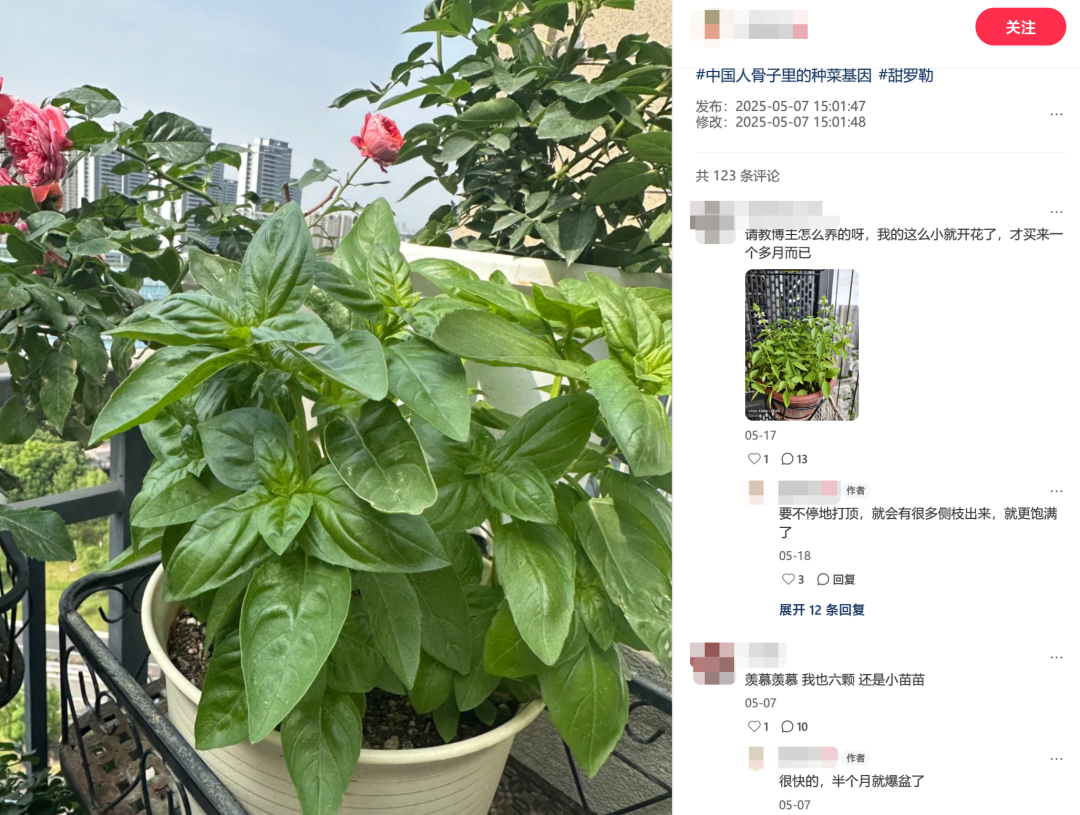 狂买绿植,这届消费者在阳台和工位疗愈自己