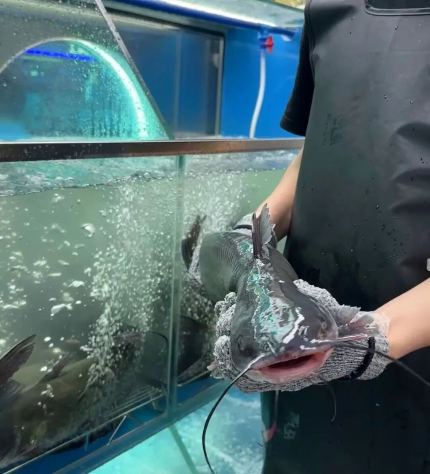 "活鱼现杀"餐厅的泡沫破了吗? "活鱼现杀"餐厅的泡沫破了吗?
