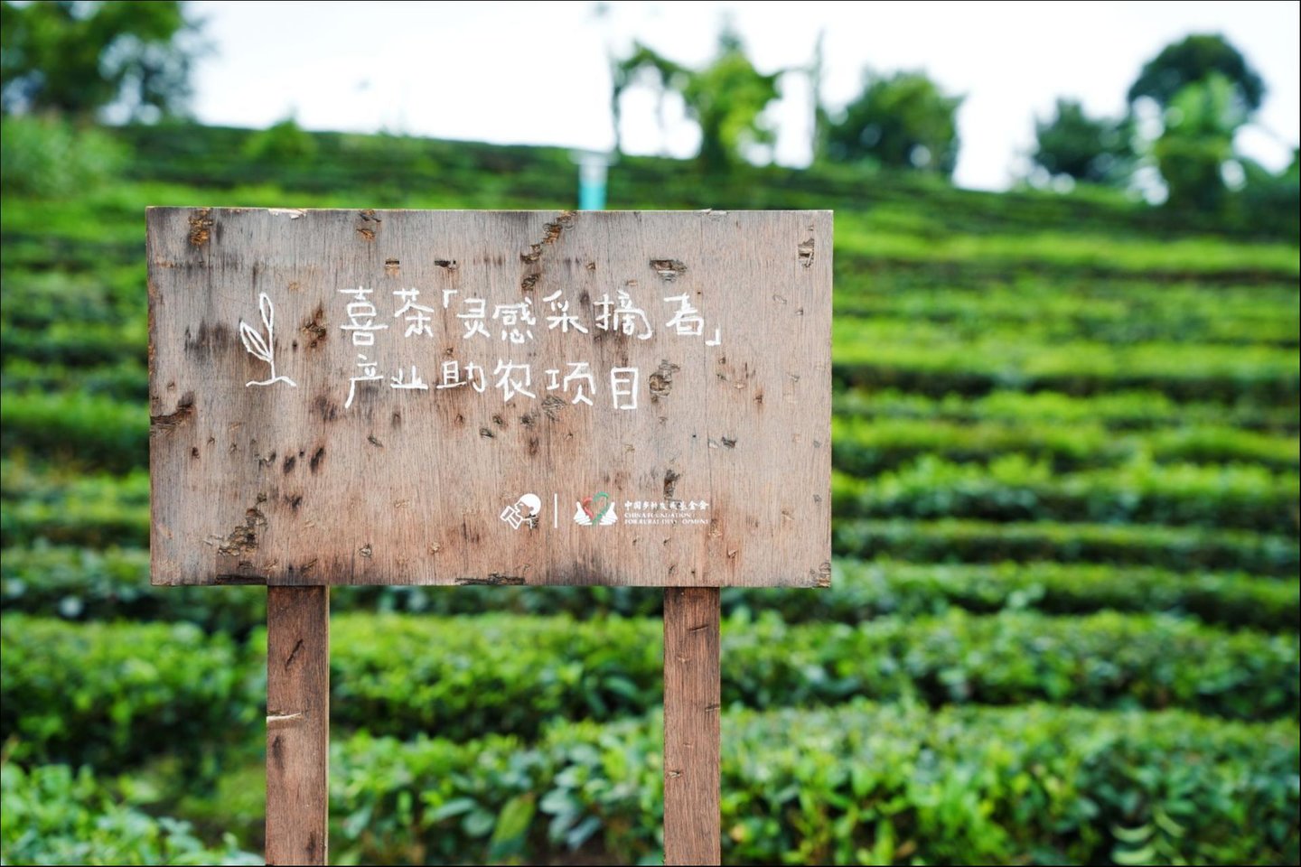  茶特调出圈一年，喜茶把竞争推向上游