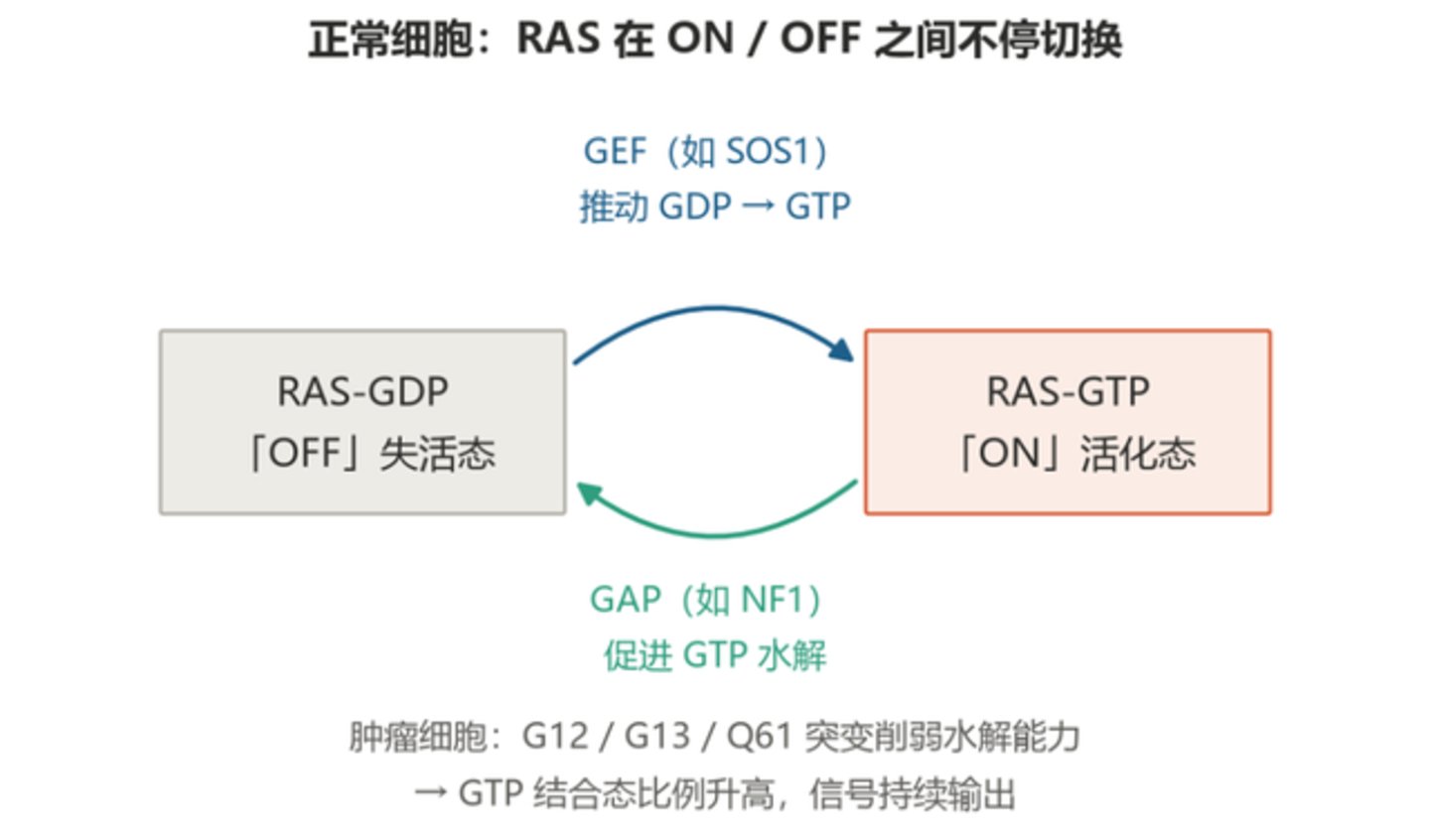  RAS成药之路：44年，从“不可成药”到胰腺癌破局