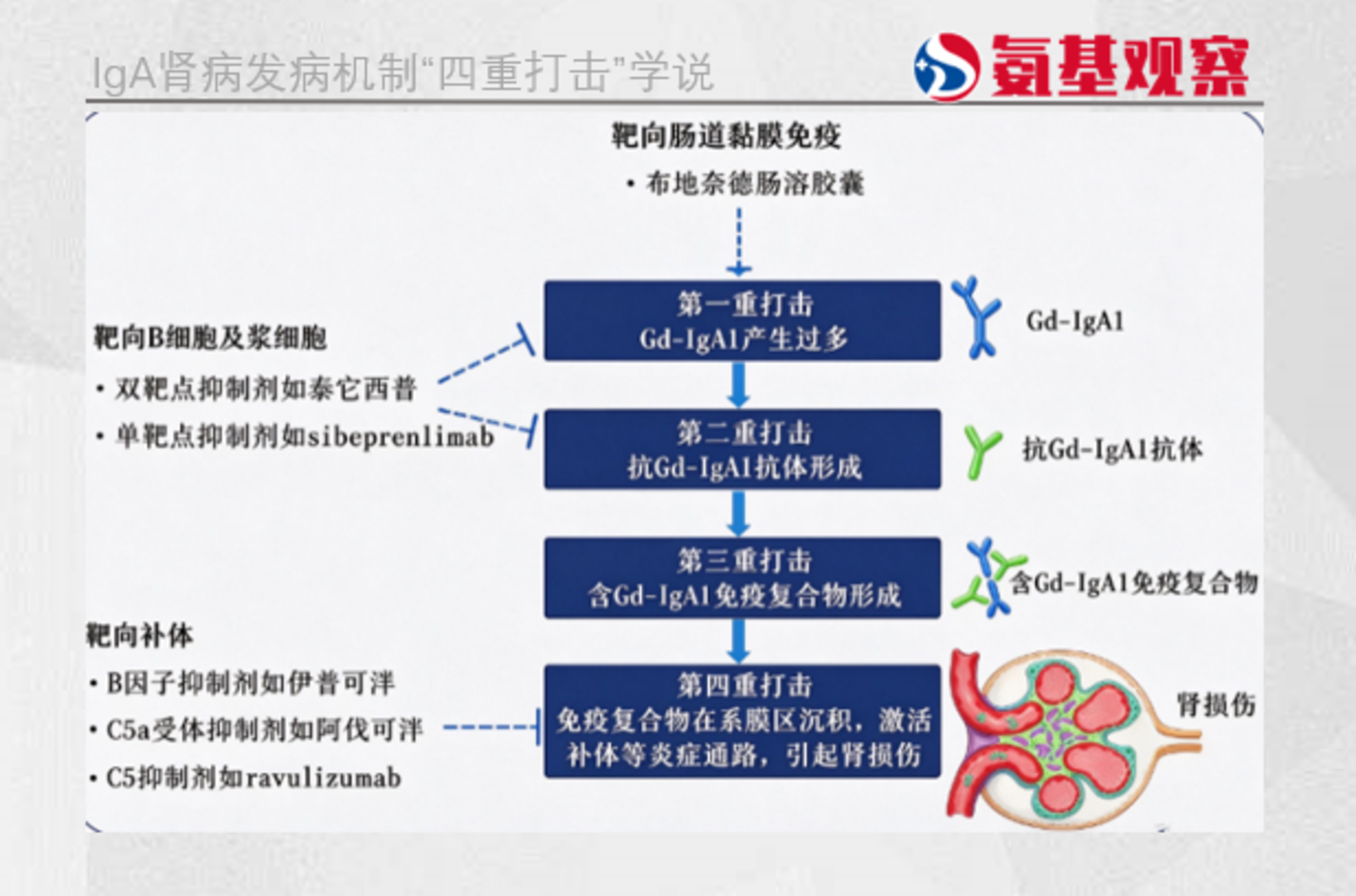  IgA肾病新药，迎来收获期之后