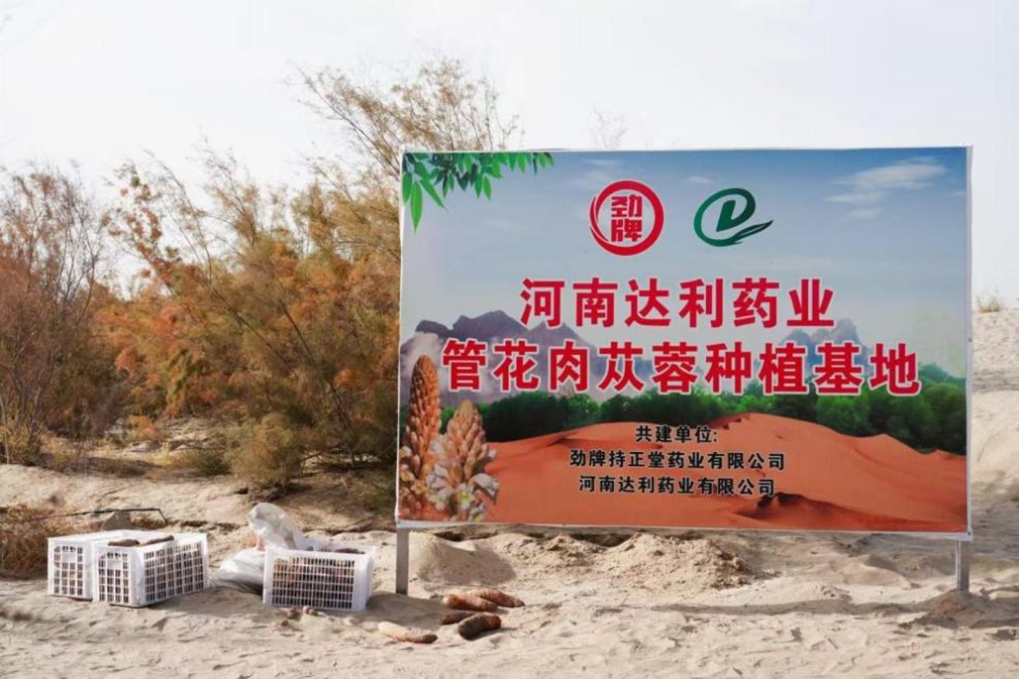 从300亩到3000亩:沙漠里长出的技术产业链 ——一株寄生植物的二十年技术驯化 从300亩到3000亩:沙漠里长出的技术产业链 ——一株寄生植物的二十年技术驯化